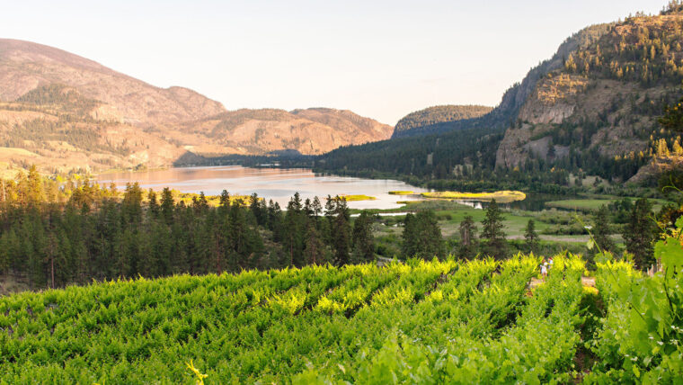 Panoramic view of Noble Ridge Vineyard with water and mountains in background